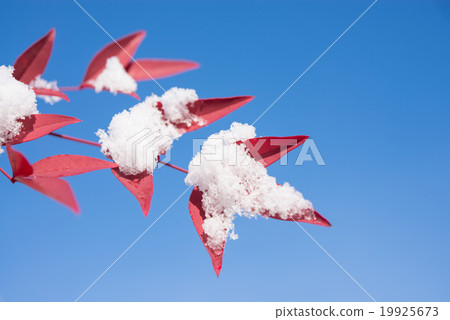 新鮮的雪和南滕 19925673