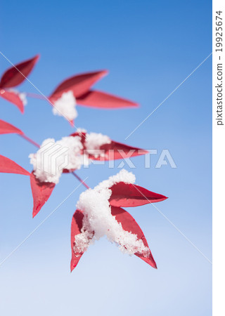 新鮮的雪和南滕 新鮮的雪和南滕 19925674