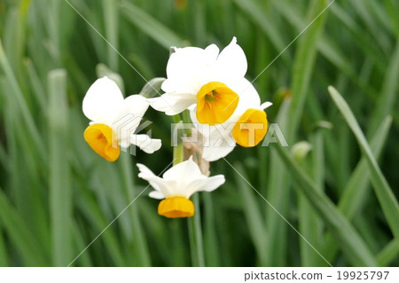 Chisayo Nenzen村 19925797