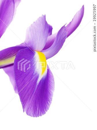 Violet Iris Flower Petals Violet Iris Flower Petals 19925997