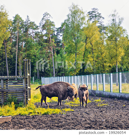 European Bison In Wildlife Sanctuary European Bison In Wildlife Sanctuary 19926054