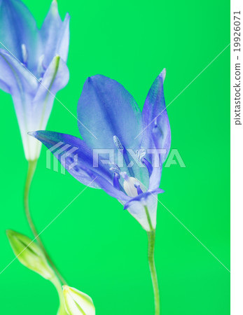 Brodiaea Blue Flower Brodiaea Blue Flower 19926071