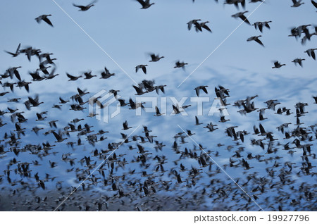 Following shoots of the flying Magan Following shoots of the flying Magan 19927796