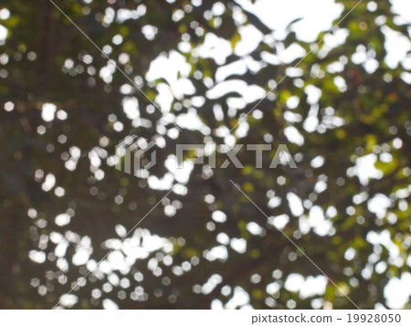 blur light in jungle background 19928050