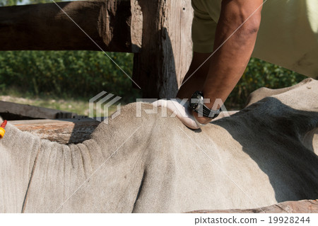 cows in thailand,Skinny, sick cows,close up eye 19928244