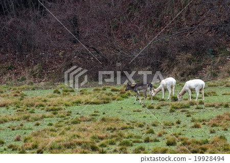 white deer ultra rare portrait 19928494