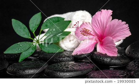 healthcare concept of pink hibiscus, leaf shefler healthcare concept of pink hibiscus, leaf shefler 19930085