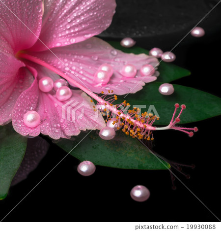 spa healthcare of pink hibiscus flower on leaf spa healthcare of pink hibiscus flower on leaf 19930088
