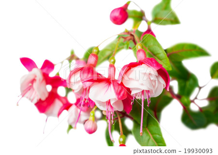 beautiful red and white fuchsia flower is isolated 19930093