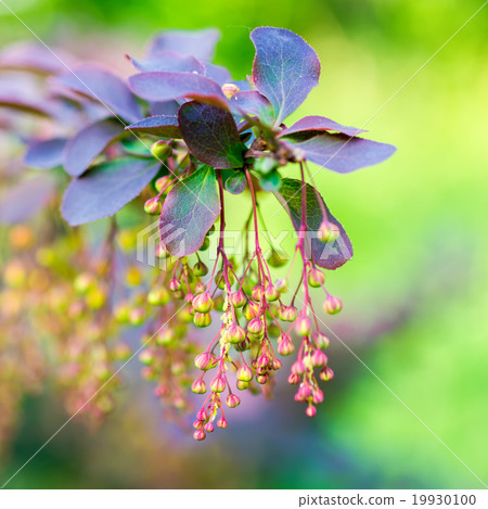 twig of european barberry ottawensis twig of european barberry ottawensis 19930100