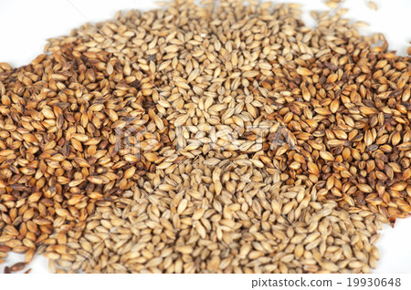 malt grains closeup 19930648
