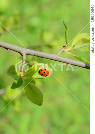 Ladybug on a green leaf 19930846