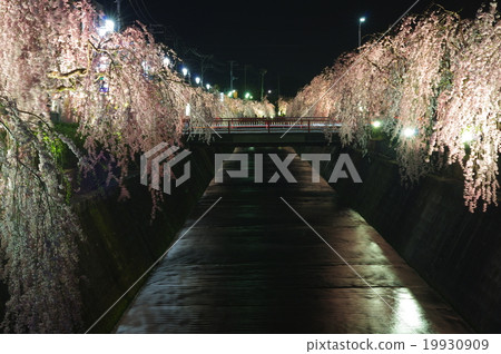 Light up of a weeping cherry tree 19930909