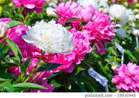 peony flowers in garden 19930948