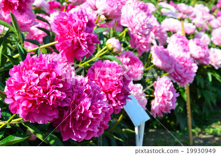 peony flowers peony flowers 19930949