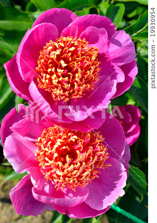 peony flowers 19930954