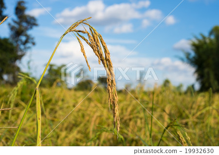 Paddy rice Paddy rice 19932630