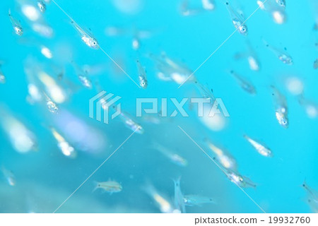 A group of Nembutsudai A group of Nembutsudai 19932760