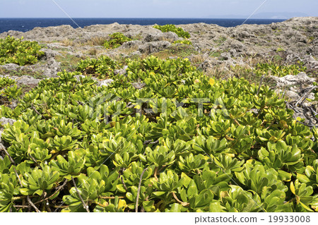 Xasatabella tree of Shikaben Xasatabella tree of Shikaben 19933008