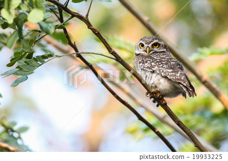 Spotted Owlet (Athene Brama) is sitting on tree. 19933225