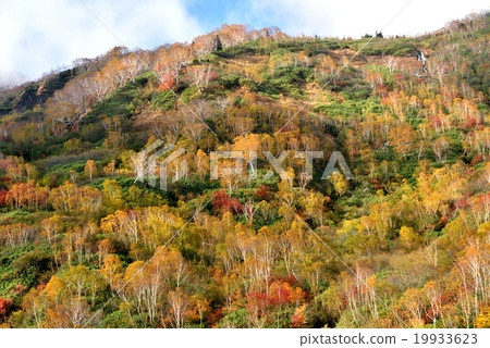 Mountain skin of Tsugioke 19933623