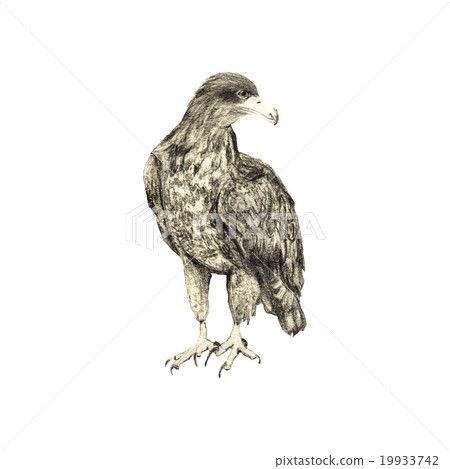 Eagle bird pencil illustration Eagle bird pencil illustration 19933742