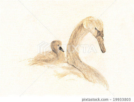Swan illustration, mother and cygnet on lake Swan illustration, mother and cygnet on lake 19933803