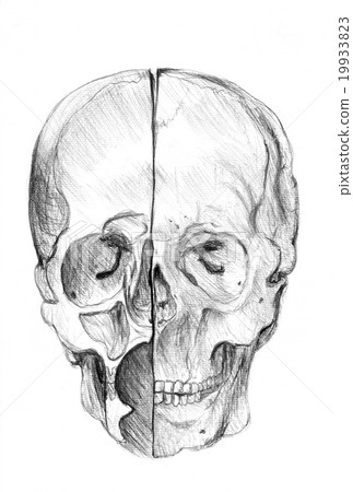 Black and white skull illustration pencil drawing. Black and white skull illustration pencil drawing. 19933823