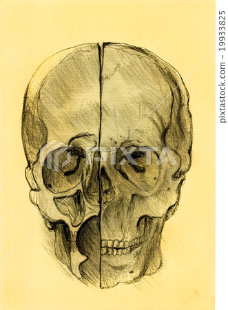 Human skull study illustration on antique paper Human skull study illustration on antique paper 19933825