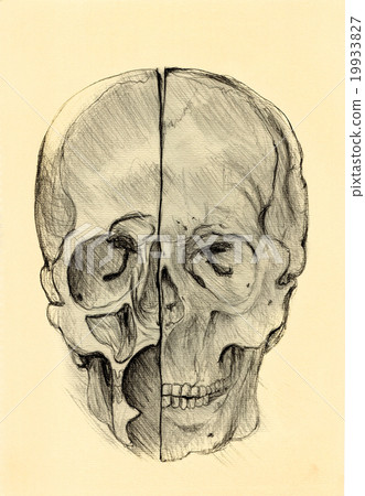 Human skull study sketch on art paper. Human skull study sketch on art paper. 19933827
