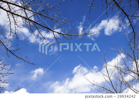 死樹 死樹 19934242