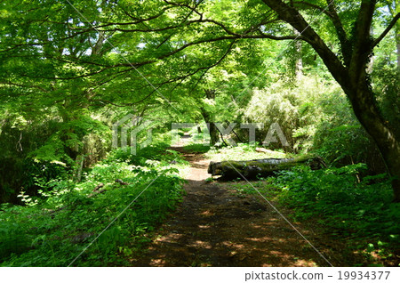 Waterfall of Hakone Chisuji (Chisuji) 19934377