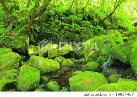 秋田縣夏天前瀑布淹沒了水 秋田縣夏天前瀑布淹沒了水 19934467