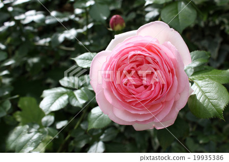 Rose Pierre de Ronsar Rose Pierre de Ronsar 19935386