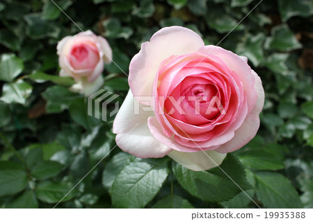 Rose Pierre de Ronsar 19935388