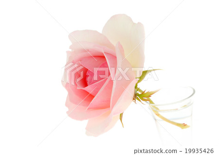 Rose Pierre de Ronsar 19935426