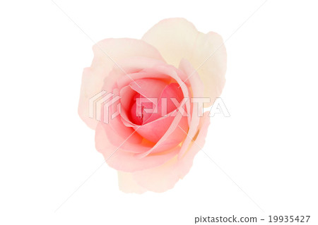 Rose Pierre de Ronsar 19935427