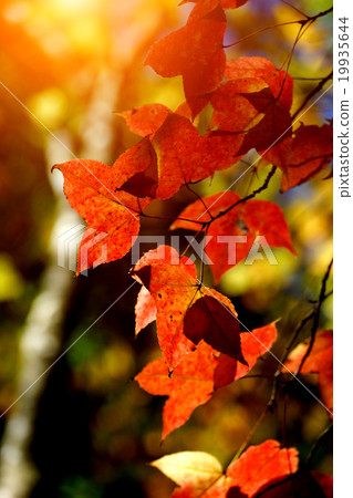 Red maple leaves in the autumn. Red maple leaves in the autumn. 19935644