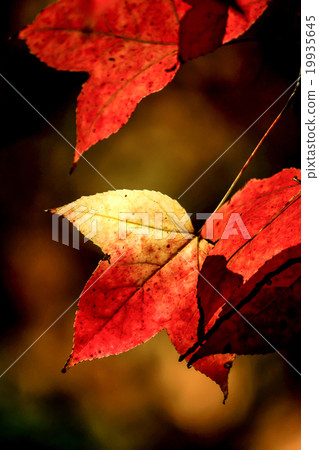 Red maple leaves in the autumn. 19935645