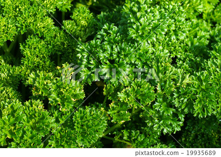 parsley leaves in the garden parsley leaves in the garden 19935689