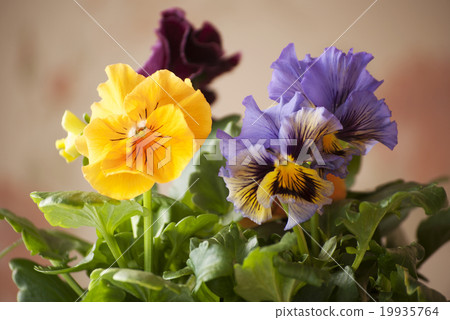 中提琴 中提琴 19935764