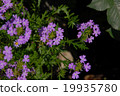 Verbena Tenerera 19935780