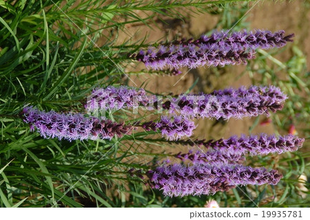 Realism Realism 19935781