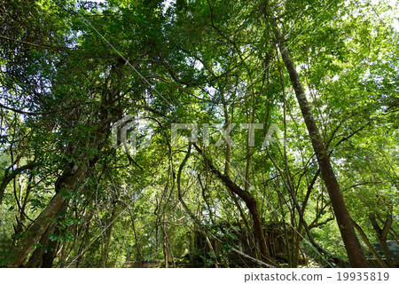 Cambodia Siem Reap Ben Melia ruins 19935819