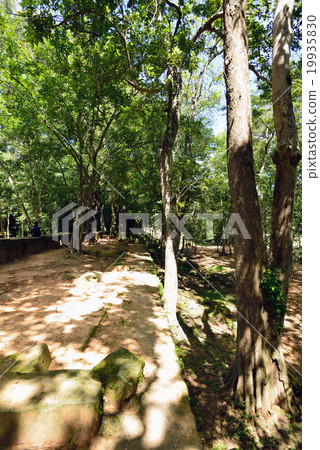 Cambodia Siem Reap Ben Melia ruins Cambodia Siem Reap Ben Melia ruins 19935830