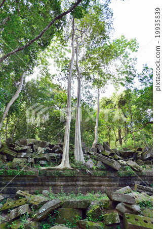 Cambodia Siem Reap Ben Melia ruins Cambodia Siem Reap Ben Melia ruins 19935839