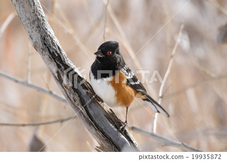 Spotted Towhee Spotted Towhee 19935872