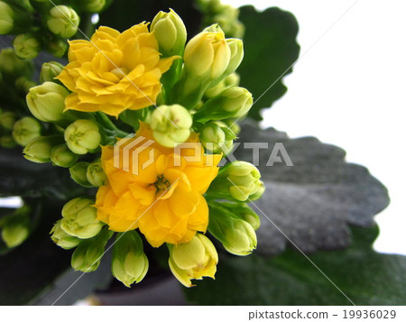 Kalanchoe Karandiba 19936029