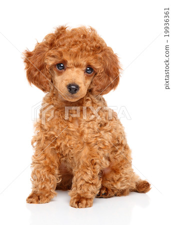 Toy Poodle puppy 19936361