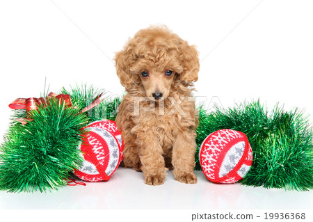 Christmas Toy Poodle puppy Christmas Toy Poodle puppy 19936368